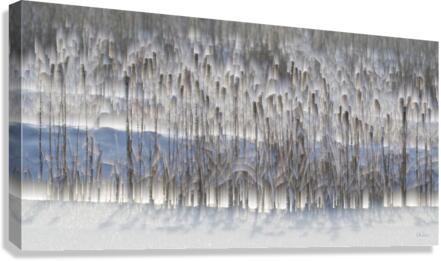 Winter Marshland Canvas Print