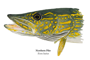 Northern Pike Painting