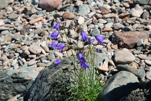Harebell Wildflower Print