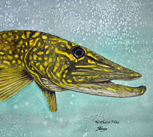 Northern Pike Head Painting