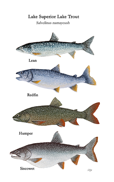 Lake Superior Lake Trout Morphs Painting Print