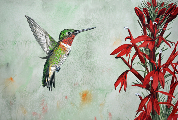 Ruby-Throated Hummingbird with Cardinal  Flower Painting 98 by Stephen Emms