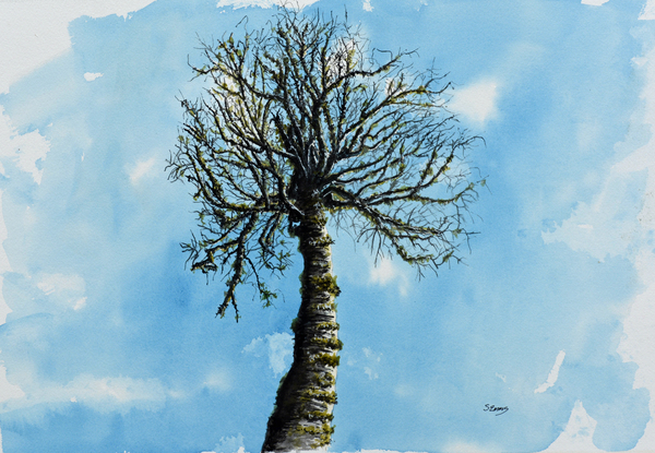 Old Man Birch Painting by Stephen Emms
