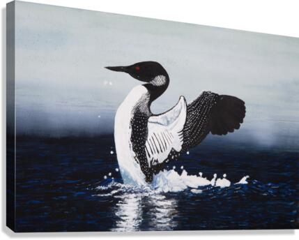 Common Loon Painting Canvas Print