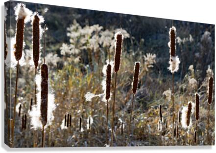 Cattails Print Canvas Print
