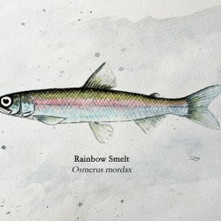 Rainbow Smelt Painting