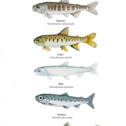 Pacific Salmon Parr Painting