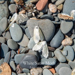 White Satin Moth Print