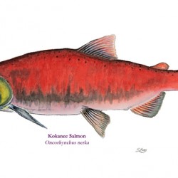 Kokanee Salmon Painting