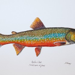 Arctic Char Painting