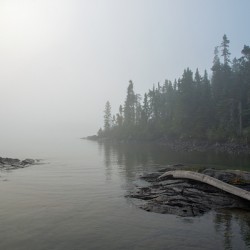 Makay Cove Bent Driftwood Print