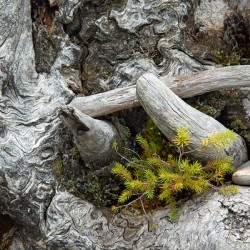 Driftwood Roots Print