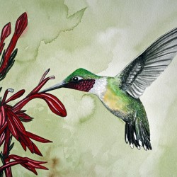 Ruby throated hummingbird 125 Painting