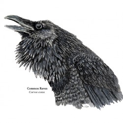 Common Raven Painting
