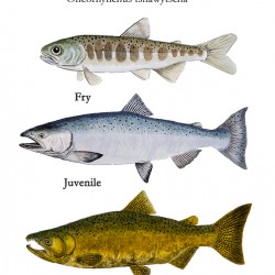 Chinook Salmon life stages paintings 