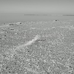 Feather in the Sand Print
