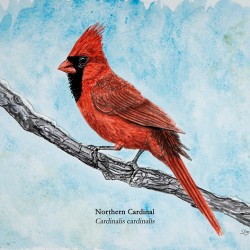 Northern Cardinal Painting 