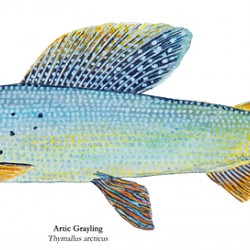 Arctic Grayling Painting