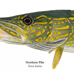 Northern Pike Painting