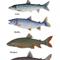Lake Superior Lake Trout Morphs Painting