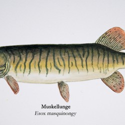 Muskellunge Painting