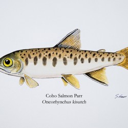 Coho Parr Painting