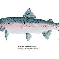 Coastal Steelhead Painting