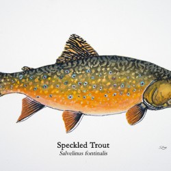 Speckled Trout Painting