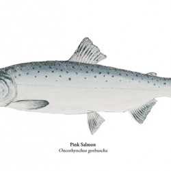Pink Salmon Painting