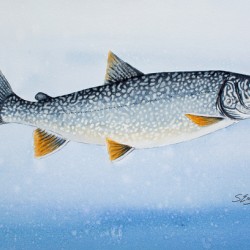 Redfin Lake Trout Painting