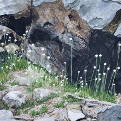 Common Pipewort Painting