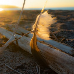 Morning Feather Print