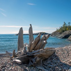 Prairie Cove Driftwood Print