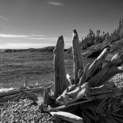 Prairie Cove Driftwood B&W Print