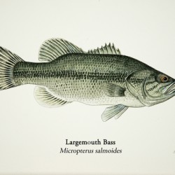 Largemouth Bass Painting
