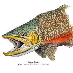 Tiger trout Painting