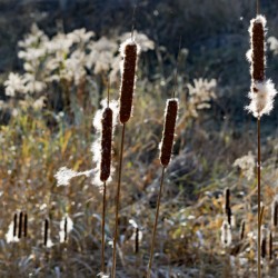 Cattails Print