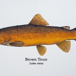 Brown Trout Painting
