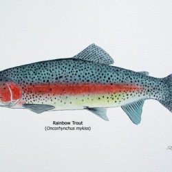 Rainbow Trout Painting