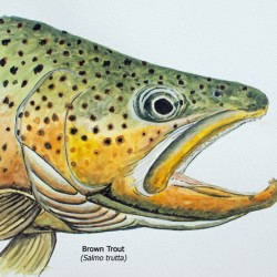 Brown Trout Head Painting