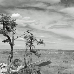 Grand Canyon Sightseers Print