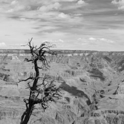 Grand Canyon Desperation Print
