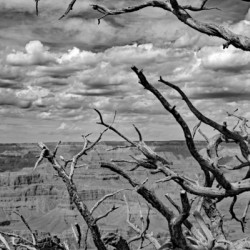 Grand Canyon Twisted Pine Print