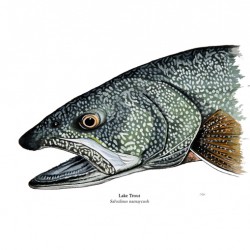 Lake Trout Painting