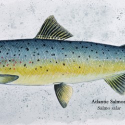 Atlantic Salmon Painting