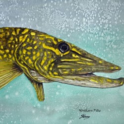 Northern Pike Head Painting