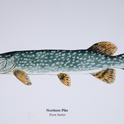 Northern Pike Painting
