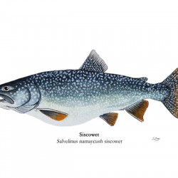 Siscowet Lake Trout Painting