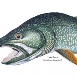 Siscowet Lake Trout Painting