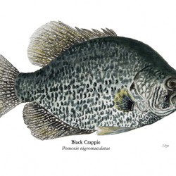 Black Crappie Painting